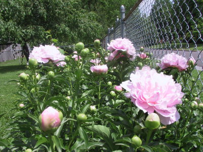 2010_spring_flowers