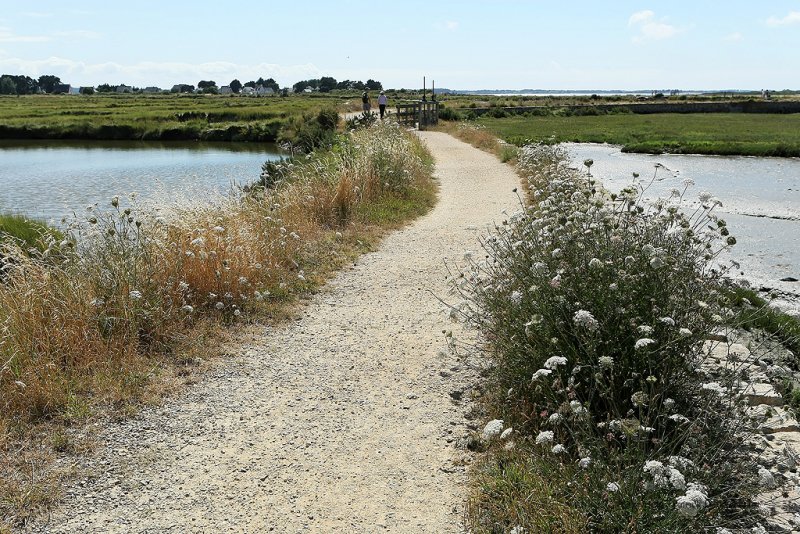 Sur le chemin ctier entre Saint-Armel et Lasn et les marais salants de Lasn