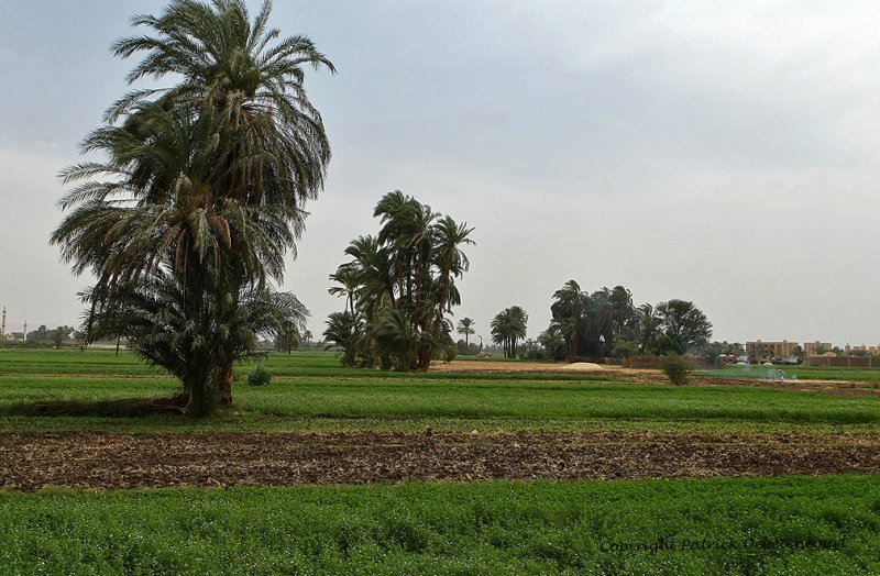 Louxor - 22 Vacances en Egypte - MK3_8858_DxO WEB.jpg