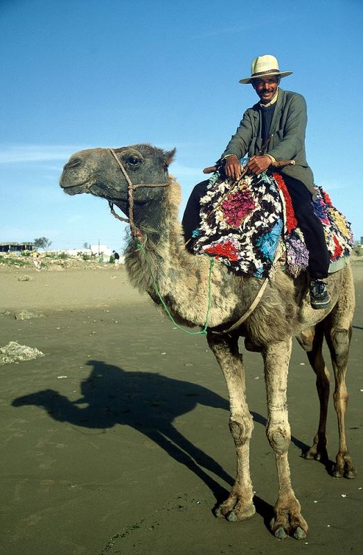Essaouira - Chamelier et son ombre sur la plage