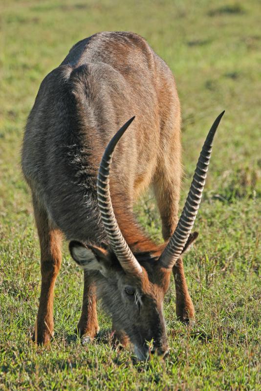 Réserve du lac Nakuru
