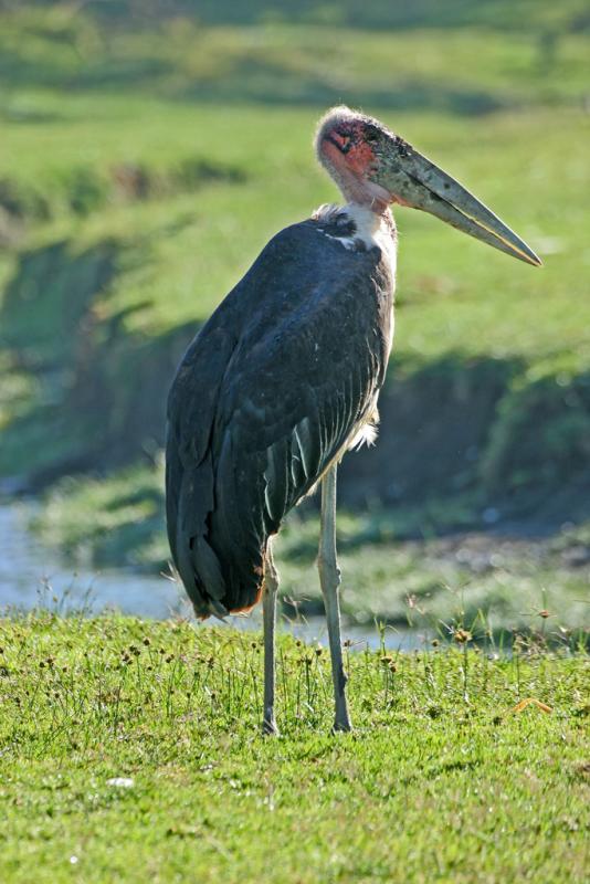 Réserve du lac Nakuru
