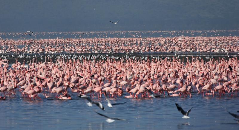Rserve du lac Nakuru