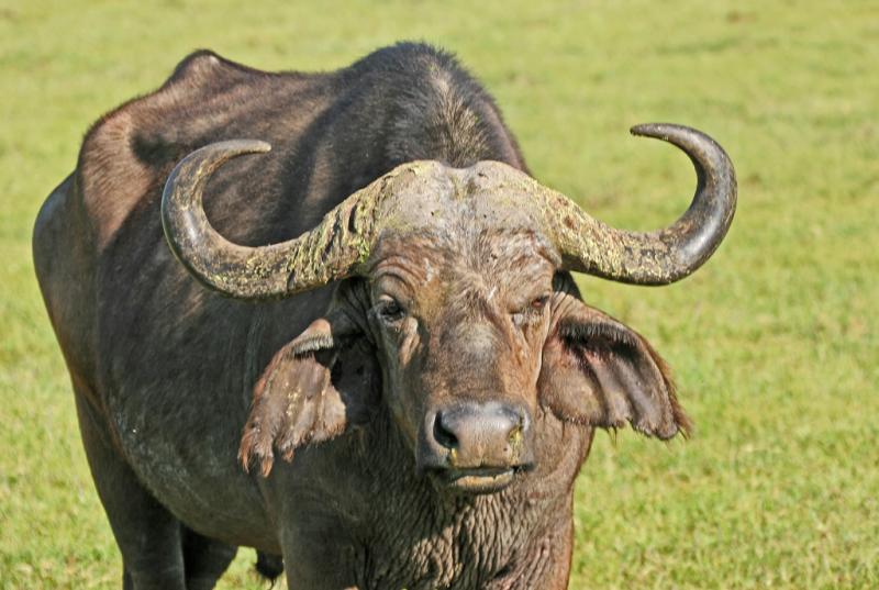 Réserve du lac Nakuru