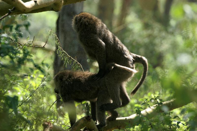 Rserve du lac Nakuru