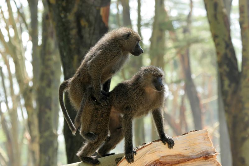 Réserve du lac Nakuru