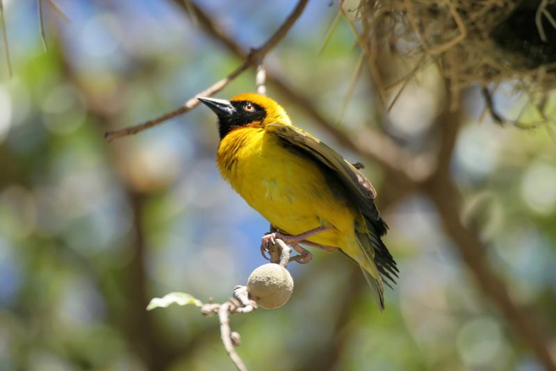 Réserve du lac Nakuru