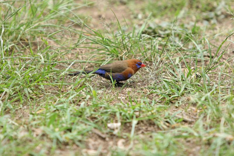 Rserve du lac Nakuru