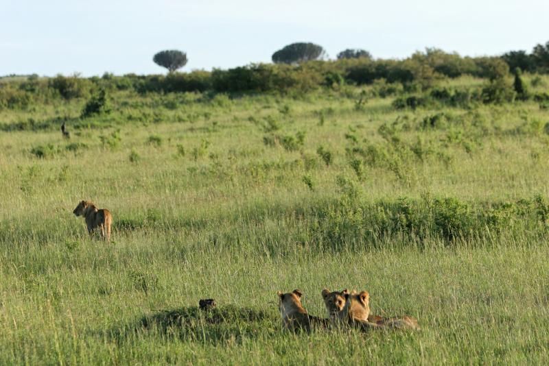 Premier safari dans la rserve de Masa-Mara