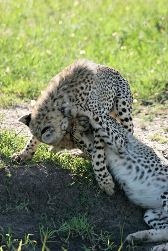 Premier safari dans la rserve de Masa-Mara