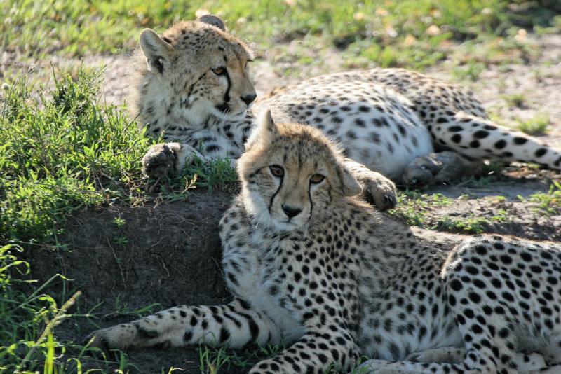 Premier safari dans la réserve de Masaï-Mara