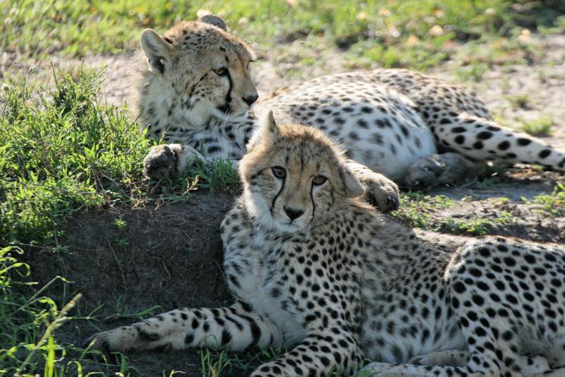 Premier safari dans la rserve de Masa-Mara