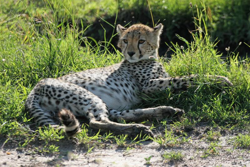 Premier safari dans la rserve de Masa-Mara