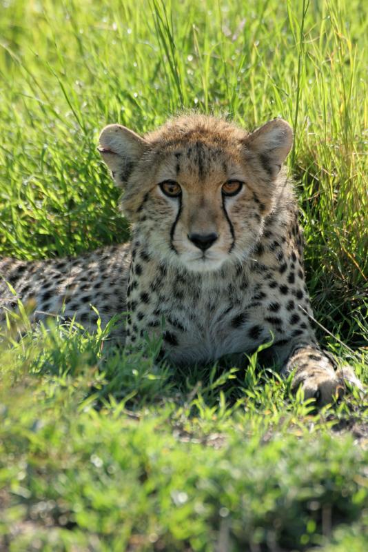 Premier safari dans la réserve de Masaï-Mara