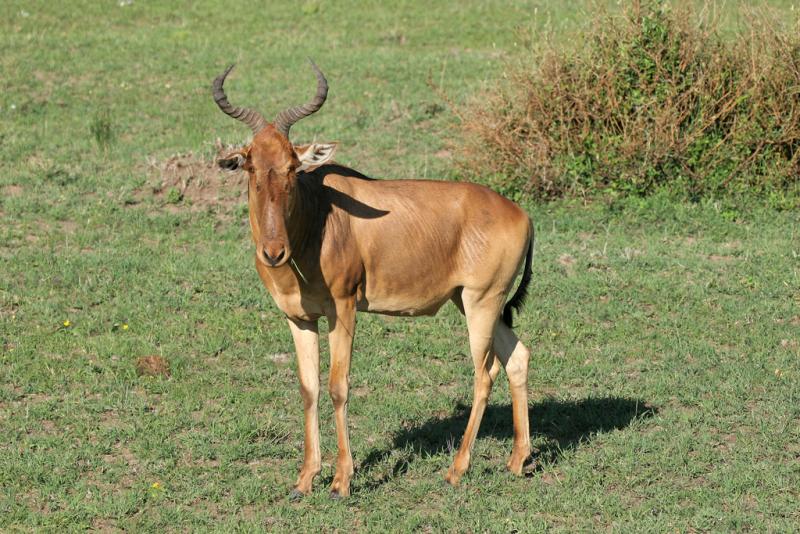 Premier safari dans la rserve de Masa-Mara