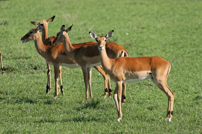 Premier safari dans la rserve de Masa-Mara