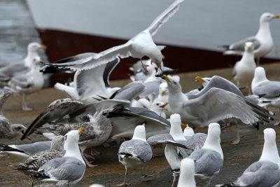 150 Douarnenez 2008 MK3_5887 DxO web.jpg