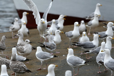 152 Douarnenez 2008 MK3_5889 DxO web.jpg