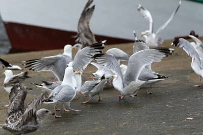 156 Douarnenez 2008 MK3_5893 DxO web.jpg
