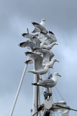 159 Douarnenez 2008 MK3_5896 DxO web.jpg