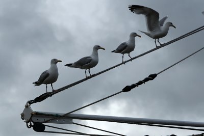170 Douarnenez 2008 MK3_5907 DxO web.jpg