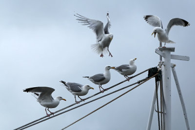 173 Douarnenez 2008 MK3_5910 DxO web.jpg