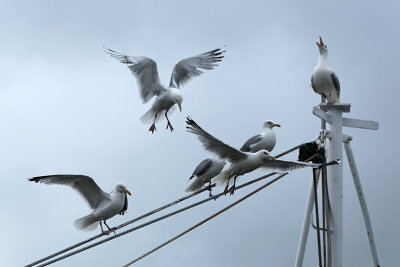 174 Douarnenez 2008 MK3_5911 DxO web.jpg