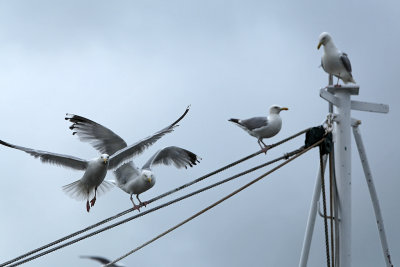 175 Douarnenez 2008 MK3_5912 DxO web.jpg