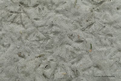 g3/09/515909/3/110919445.8C0j0QJx.jpg