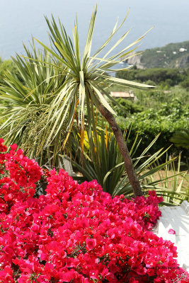 68 Vacances a Capri 2009 - MK3_5133 DxO Pbase.jpg