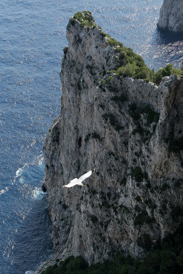 85 Vacances a Capri 2009 - MK3_5150 DxO Pbase.jpg