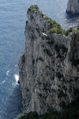 89 Vacances a Capri 2009 - MK3_5154 DxO Pbase.jpg