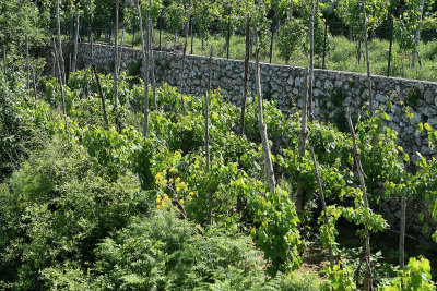 948 Vacances a Capri 2009 - MK3_5997 DxO Pbase.jpg