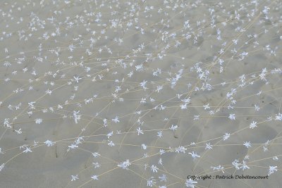 280 Cerfs volants  Berck sur Mer - MK3_8123_DxO WEB.jpg