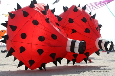 973 Cerfs volants  Berck sur Mer - MK3_8525_DxO WEB.jpg