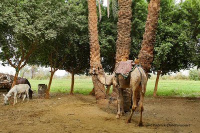 Louxor - 155 Vacances en Egypte - MK3_8996_DxO WEB.jpg