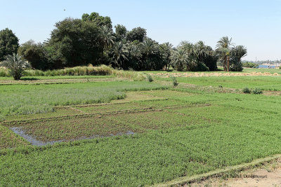 En voiture entre Louxor et Assouan - 462 Vacances en Egypte - MK3_9323_DxO WEB.jpg