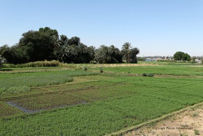 En voiture entre Louxor et Assouan - 465 Vacances en Egypte - MK3_9326_DxO WEB.jpg