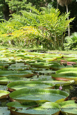 2 weeks on Mauritius island in march 2010 - 1089MK3_0377_DxO WEB.jpg