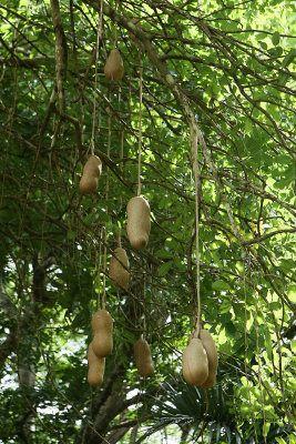 2 weeks on Mauritius island in march 2010 - 1116MK3_0404_DxO WEB.jpg