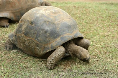 2 weeks on Mauritius island in march 2010 - 1162MK3_0450_DxO WEB.jpg