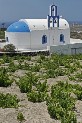 A little typical little church of Santorini, in the wineyards