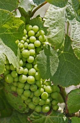 Grappe de raisin sur un pied de vigne