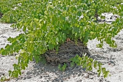 Pied de vigne typique de Santorin - Typical vine-stock of Santorini