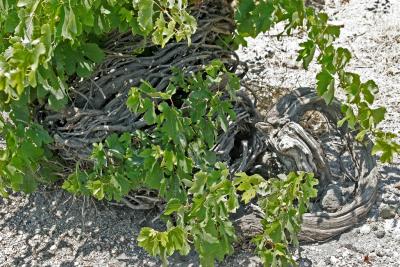 Pied de vigne typique de Santorin - Typical vine-stock of Santorini