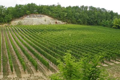 Dans les environs de Saint-Emilion - Near Saint-Emilion