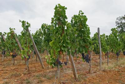 Dans les environs de Saint-Emilion - Near Saint-Emilion