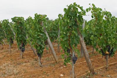 Dans les environs de Saint-Emilion - Near Saint-Emilion