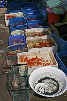 Dcouverte du march aux animaux - The animals market of Shanghai