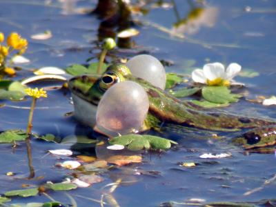 Grenouille verte avec les sacs vocaux gonfls